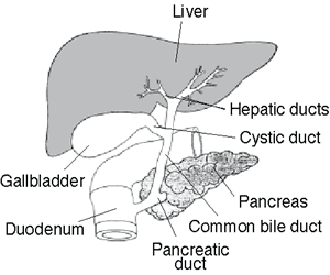 Liver Anatomy