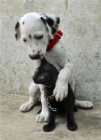 pupnkit ... (Click to enlarge)