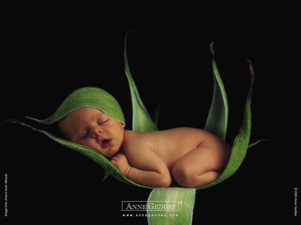 Image: Anne Geddes: Pea in a pod, Art Photography, Babies Image: Anne Geddes: Pea in a pod, Art Photography, Babies