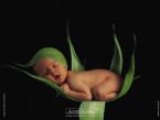 Anne Geddes: Pea in a pod,  Art Photography, Babies ... (Click to enlarge)
