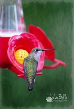 Hummingbird