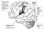 BrainAreas ... (Click to enlarge)