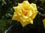 //www.curezone.org/upload/Art/tn-Flowers_011.jpg