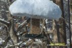Snow feeder ... (Click to enlarge)