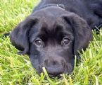 Black Lab pup ... (Click to enlarge)