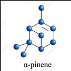 turpentine05 ... (Click to enlarge)