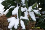 Magnolia Snow Jan 08 ... (Click to enlarge)