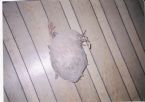 Georgia Hornet Nest ... (Click to enlarge)