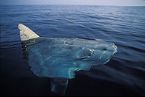 Sunfish on surface ... (Click to enlarge)