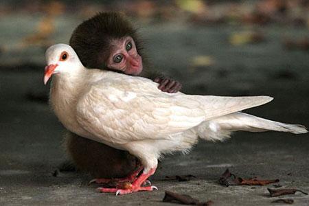 //www.curezone.org/upload/Blogs/Zoebess/baby_monkey_with_pigeon_mom.jpg