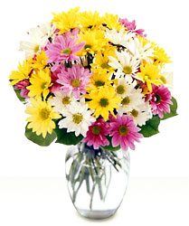 //www.curezone.org/upload/Blogs/Zoebess/daisies.jpg