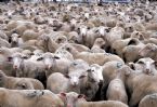 Herd of Sheep ... (Click to enlarge)
