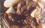 Mucoid Plaque. Photo from Dr. Jensen's  Bowel Management Book