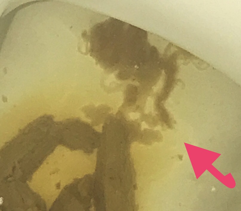 Image: IMG 0014. Please help - are they tapeworms? Image: IMG 0014. Please help - are they tapeworms?