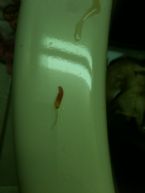 Coffee enema...What is it !?... ... (Click to enlarge)