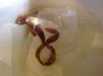 Rope worm