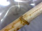 A dwarf worm or just fatty tissue?