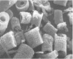 diatoms PG ... (Click to enlarge)