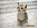 devilcat ... (Click to enlarge)