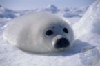 harp seal in the snow ... (Click to enlarge)