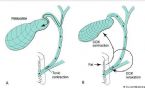 bile production ... (Click to enlarge)
