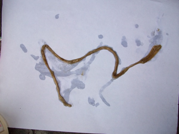 this is not a "roundworm"!!!!!!! at Parasites Support Forum (Alt Med