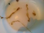 Parasites?