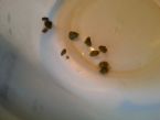 First liver flush. No real stones.