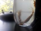 Please help me identify