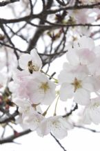 Blossom ... (Click to enlarge)