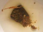 Liver Flukes ... (Click to enlarge)