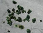 4th Liver Flush
