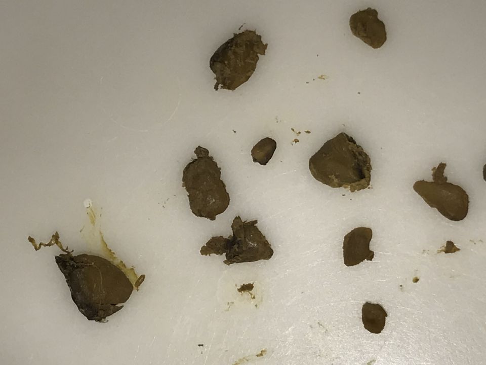 Image: Dog poop goodies Image: Dog poop goodies