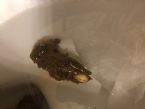 Undigested food, casein or should I be worried?