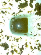 09 10 15 more worms1