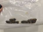 HELP!!! Found in my feces while cleansing, what in the world is this? ... (Click to enlarge)