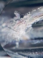 4FA31CEC DB11 459A B545 8578179EDC1E ... (Click to enlarge)