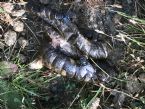 worm in my dogs poop?? ... (Click to enlarge)