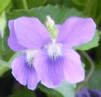 Single violet thumbnail14 ... (Click to enlarge)
