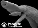 parasite power cleanse ... (Click to enlarge)