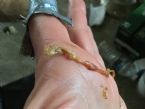 please help identify this parasite ... (Click to enlarge)