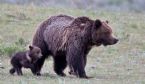 bear grizzly ys cub tamjimstewart 680 1 ... (Click to enlarge)