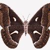 buterfly Avitar ... (Click to enlarge)