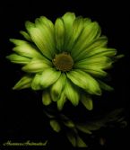 flower Changing Colors ... (Click to enlarge)