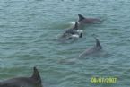 Swimming with the Dolphins ... (Click to enlarge)