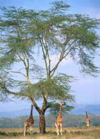 acacia trees giraffes ... (Click to enlarge)