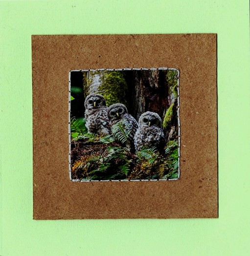 https://www.curezone.org/upload/Members/Mayah/Card_owls_2018cz.jpg