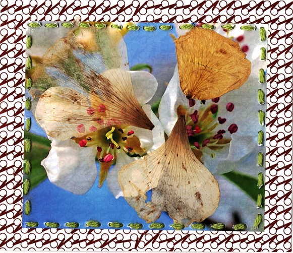 https://www.curezone.org/upload/Members/Mayah/Spring_Equinox_2020cz_03.jpg
