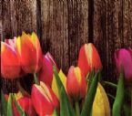 Eco Art Spring Cards 01 Copy ... (Click to enlarge)