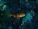 Underwater Fantasy 2017 detail 06cz ... (Click to enlarge)
